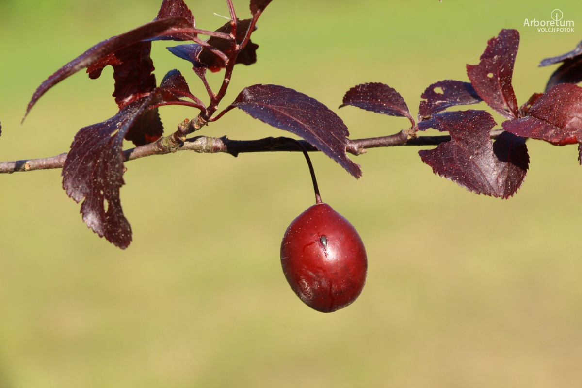 L-6-83_Prunus cerasifera ‘Nigra’_v45_maj