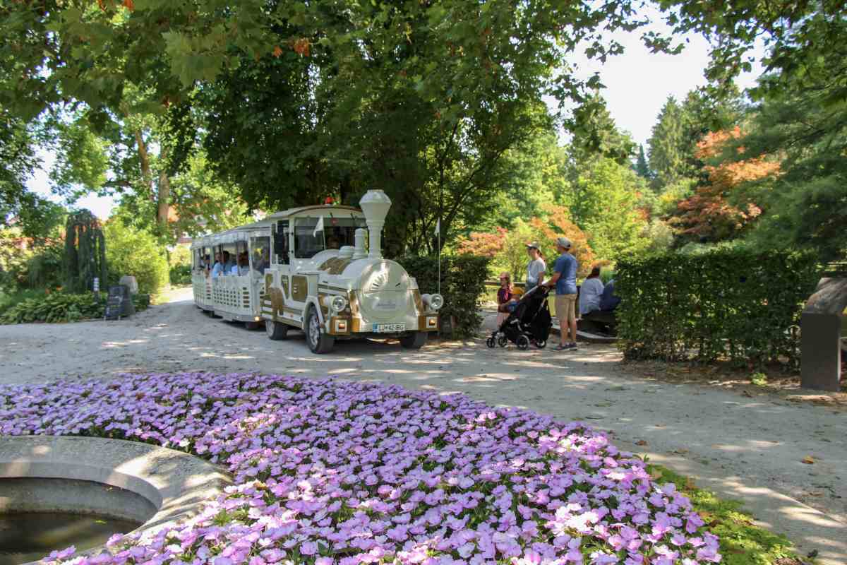 Poletna vožnja z vlakcem Bel turistični vlakec vozi po senčni poti v Arboretumu, ob njem stoji družina z otroškim vozičkom, v ospredju cvetijo rožnate cvetlice.