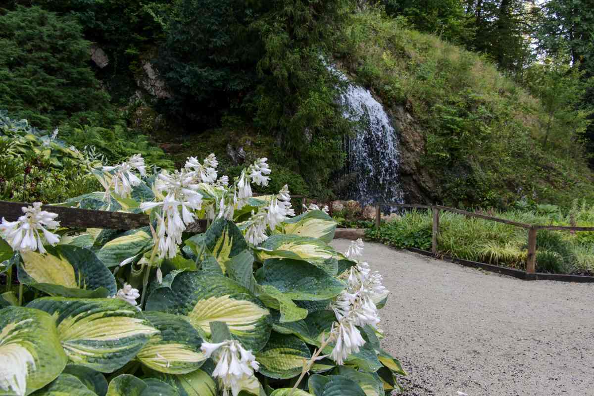 Svežina ob slapu Ob poti v Arboretumu cvetijo bele hoste, v ozadju pa čez skalnato steno pada slap.