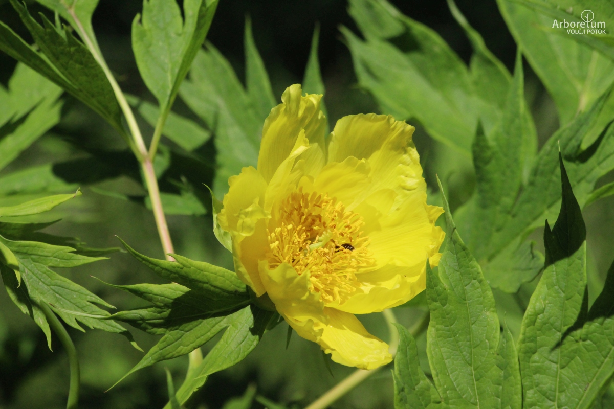 C-1-55_Paeonia lutea_c10_maj