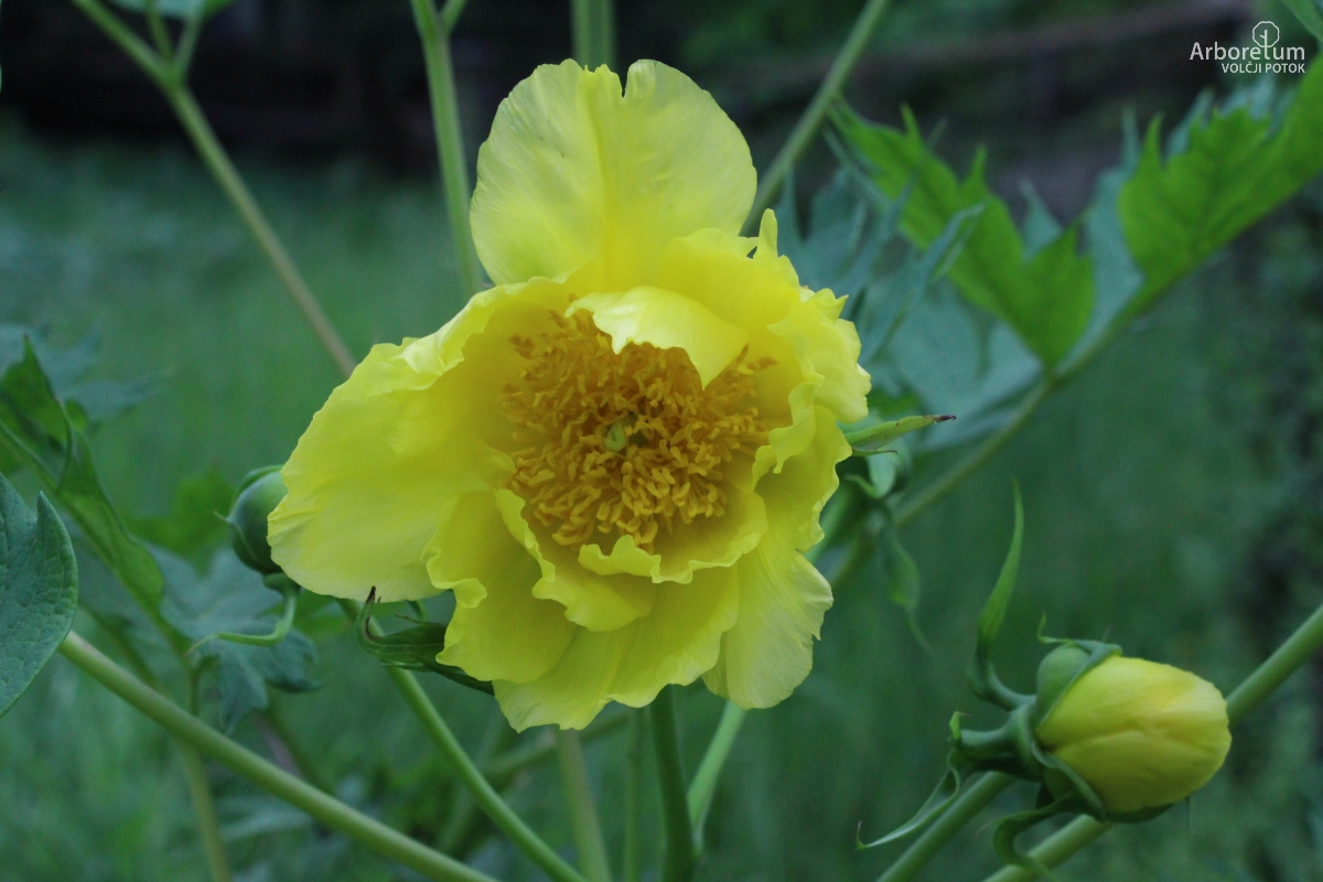 C-1-55_Paeonia lutea_c16_maj