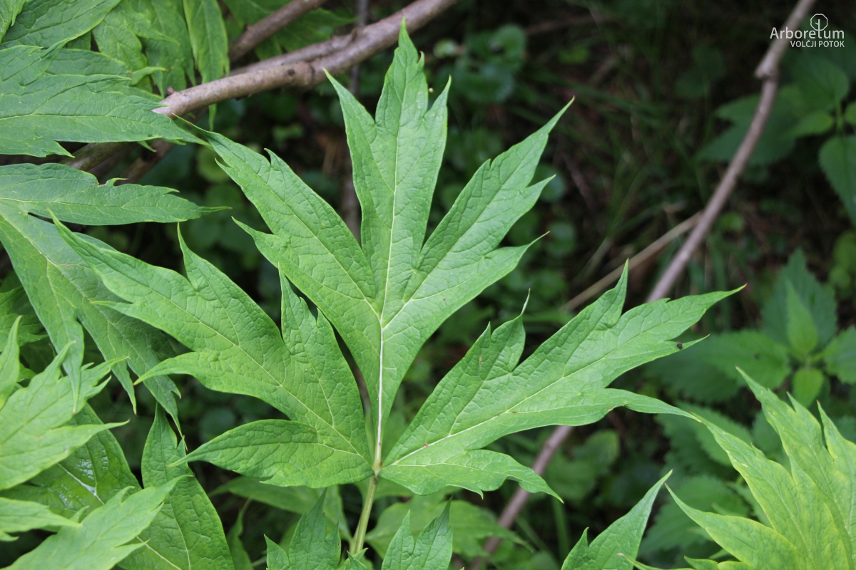 C-1-55_Paeonia lutea_l