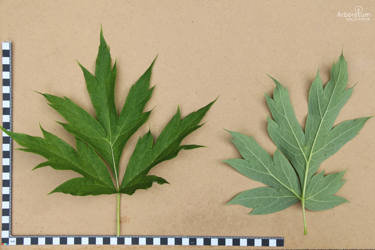 C-1-55_Paeonia lutea_l5