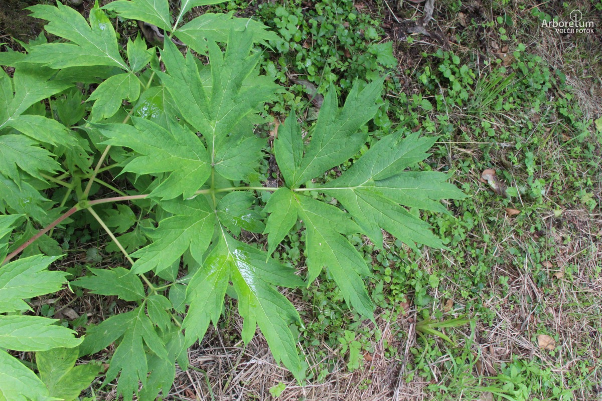 C-1-55_Paeonia lutea_v