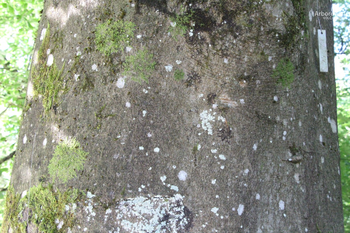 C-2-47_Fagus sylvatica_d10_junij