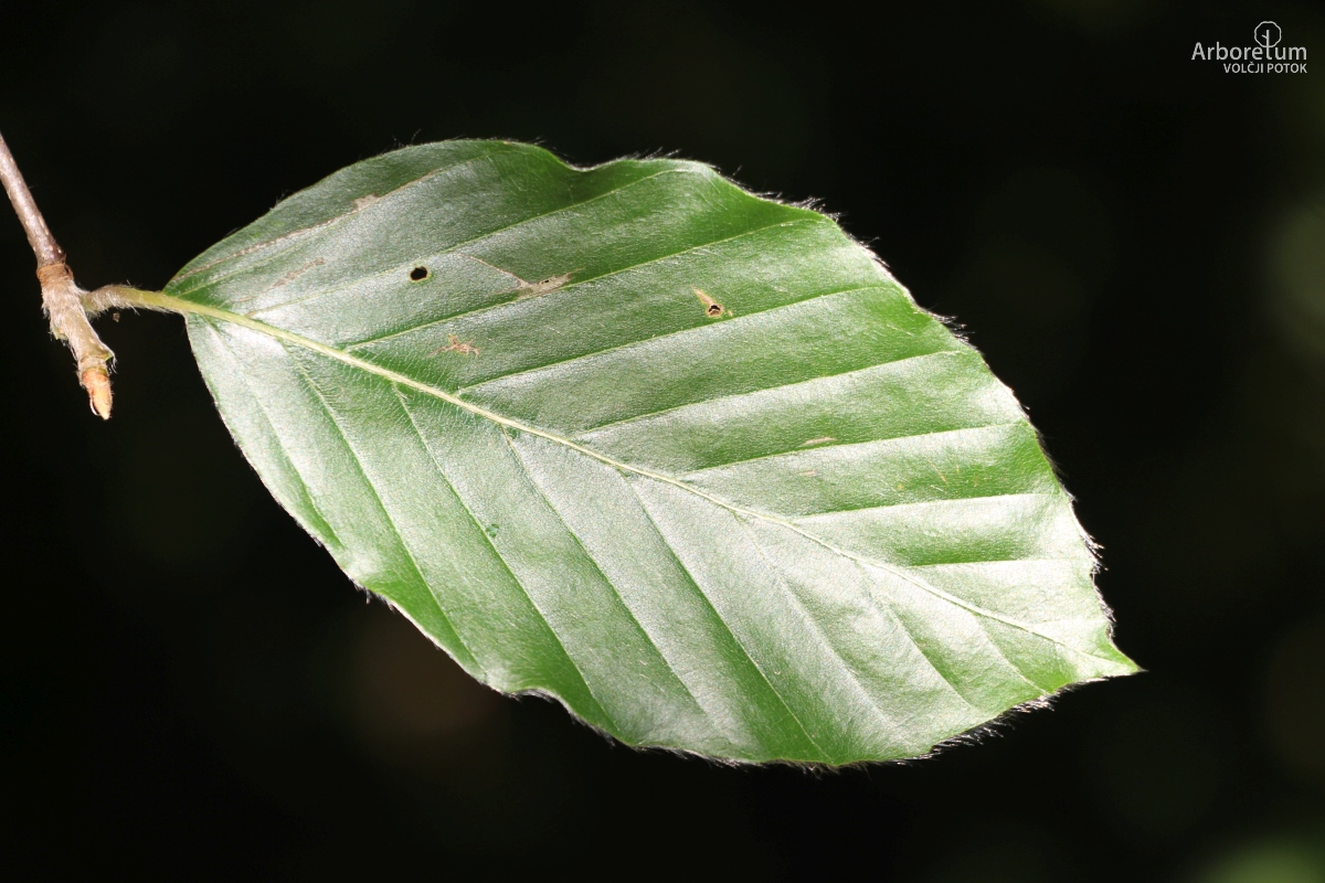 C-2-47_Fagus sylvatica_l10_junij