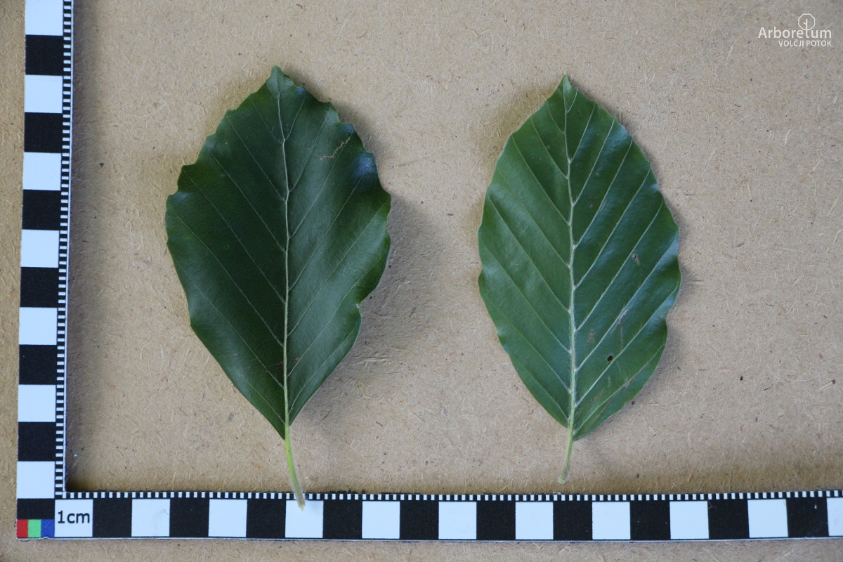 C-2-47_Fagus sylvatica_l5_junij