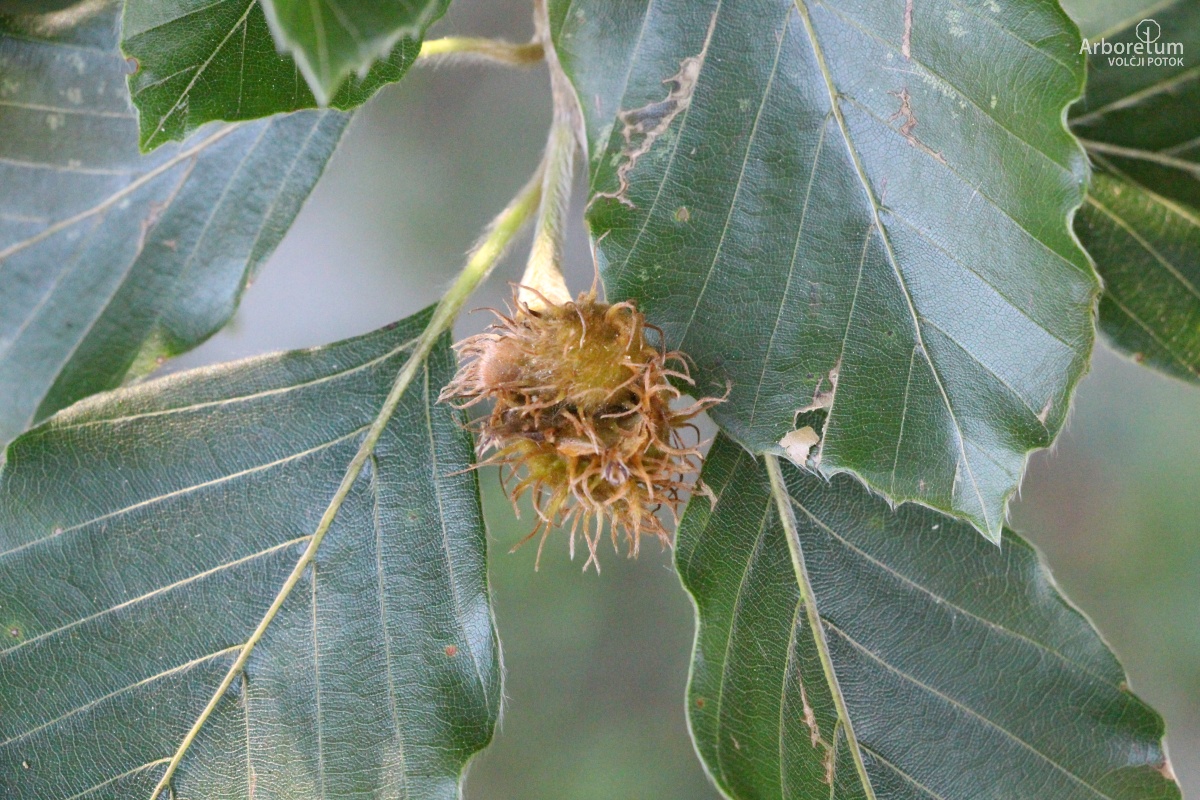 C-2-47_Fagus sylvatica_p10_junij