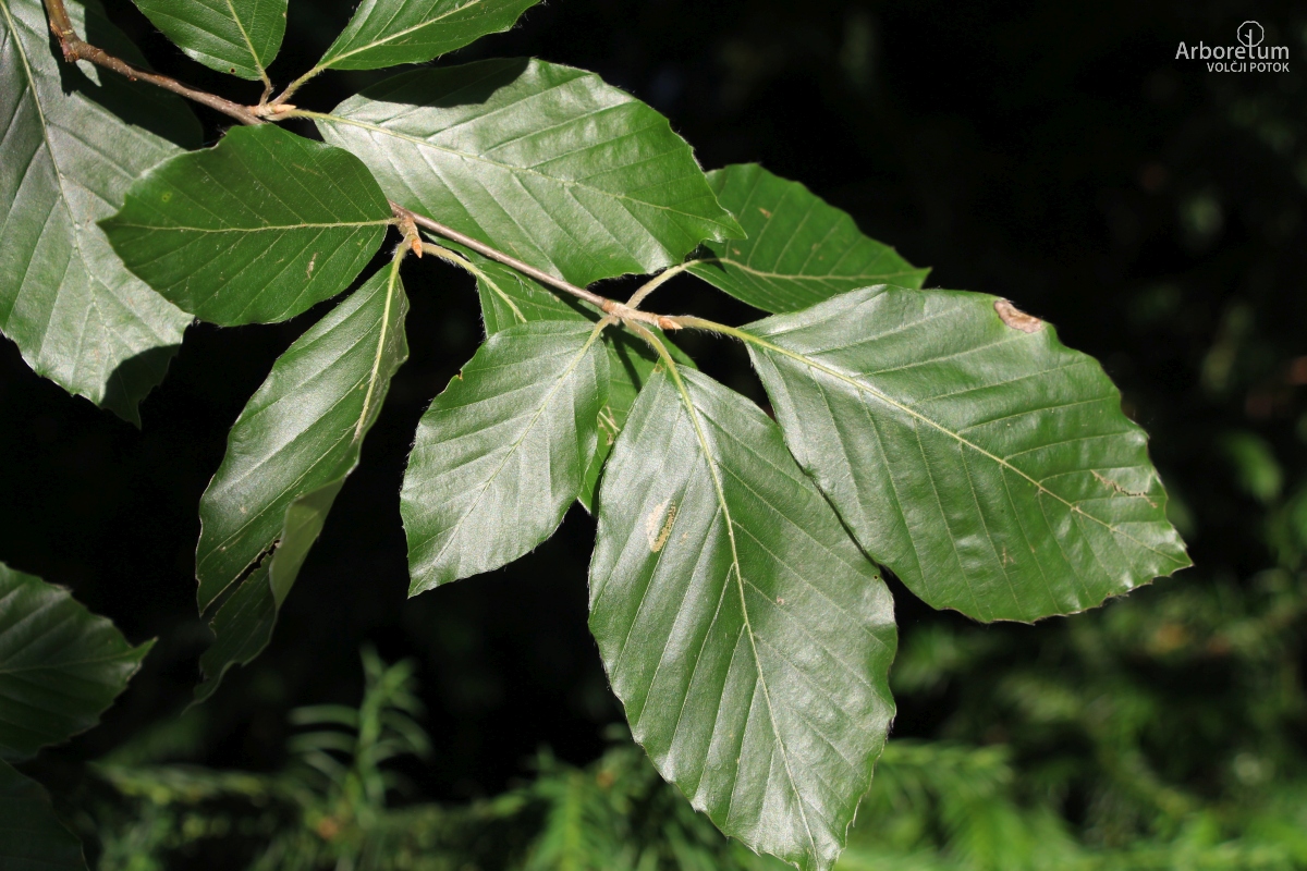 C-2-47_Fagus sylvatica_v10_junij