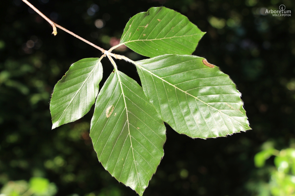 C-2-47_Fagus sylvatica_v11_junij