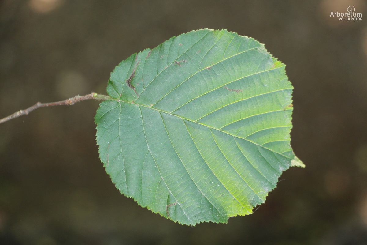 C-3-2_Corylus avellana_l10