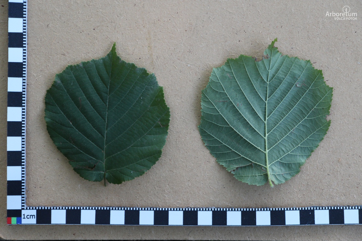 C-3-2_Corylus avellana_l11