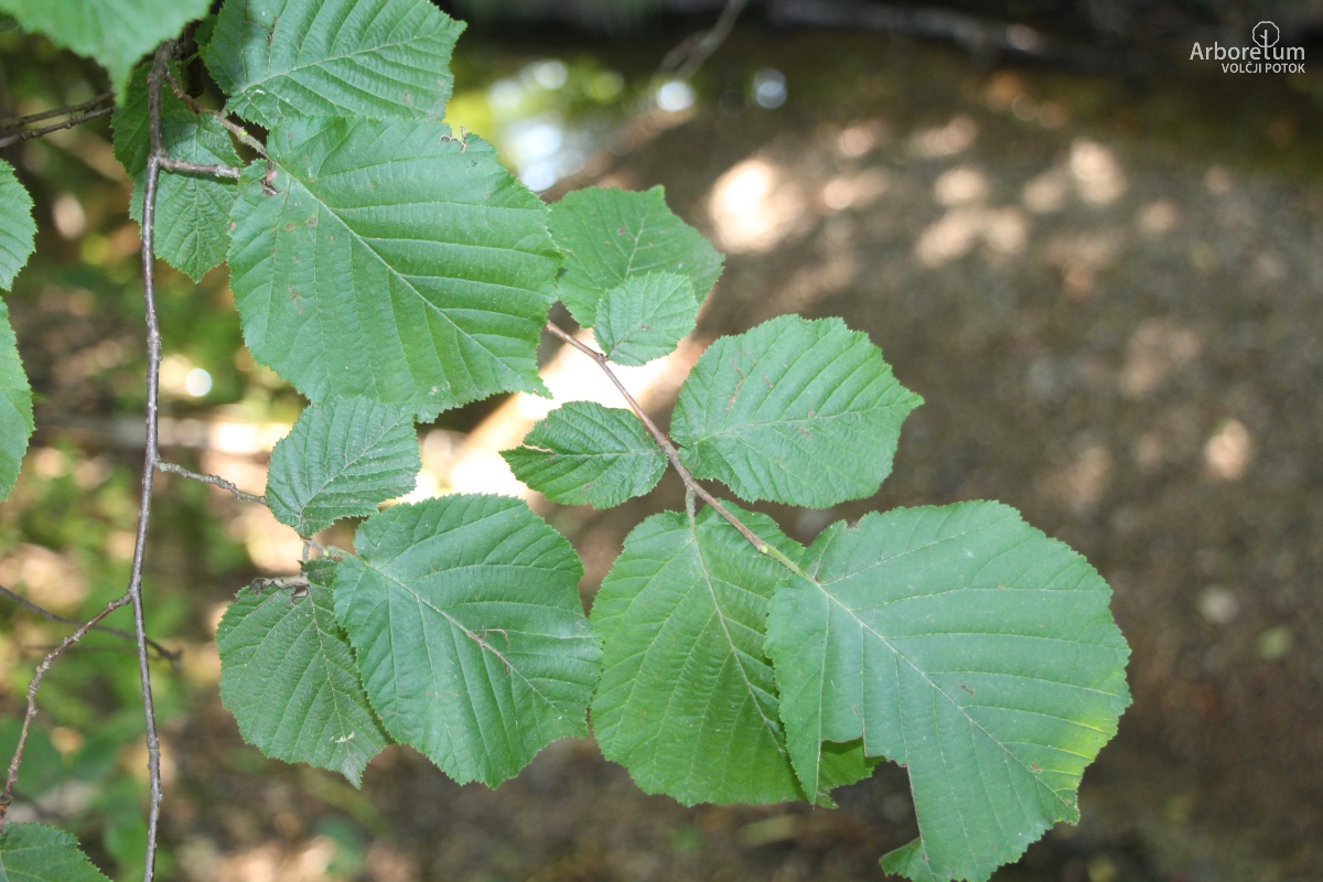 C-3-2_Corylus avellana_v10