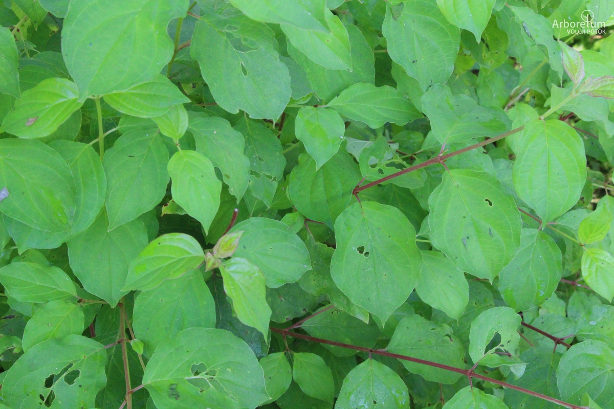 C-5-63_Cornus sanguinea ‘Winter Orange’_v10