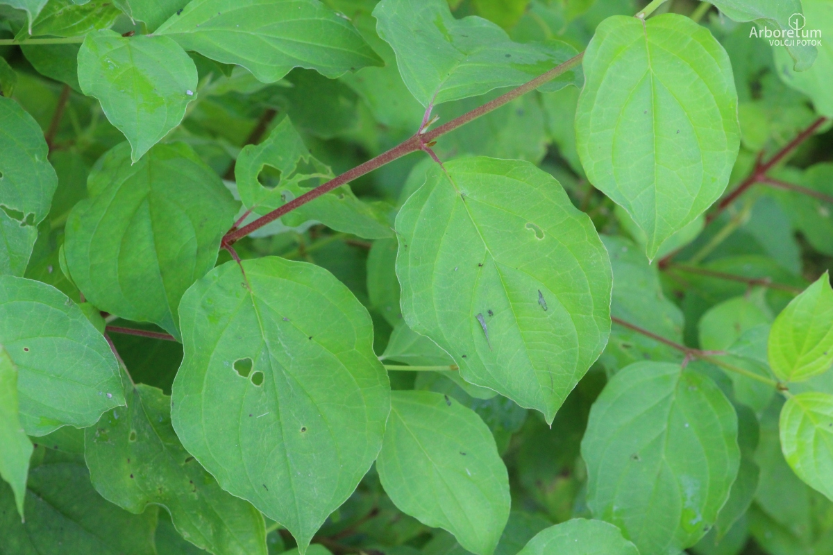 C-5-63_Cornus sanguinea ‘Winter Orange’_v11
