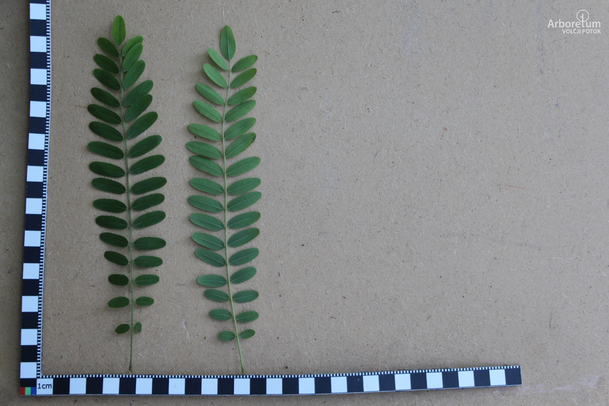 E-1-121_Amorpha fruticosa _v10