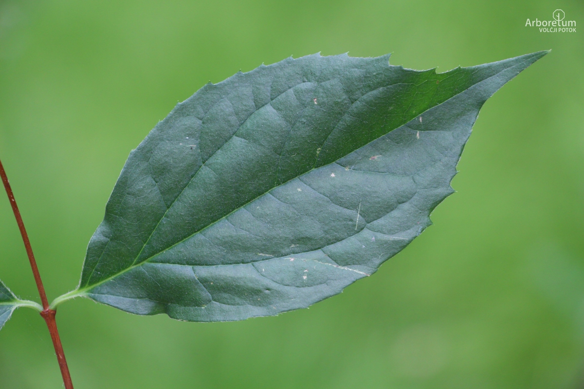 E-1-13_Philadelphus coronarius_l11