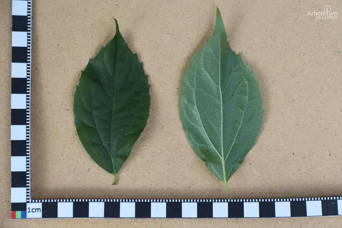 E-1-13_Philadelphus coronarius_l15