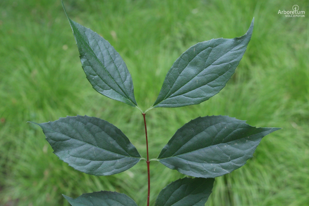E-1-13_Philadelphus coronarius_v11