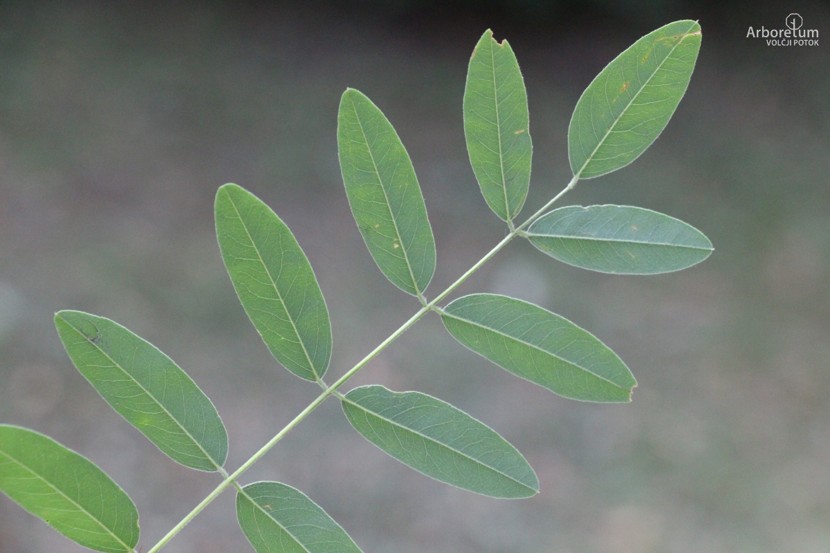 E-1-46_Amorpha fruticosa_v10