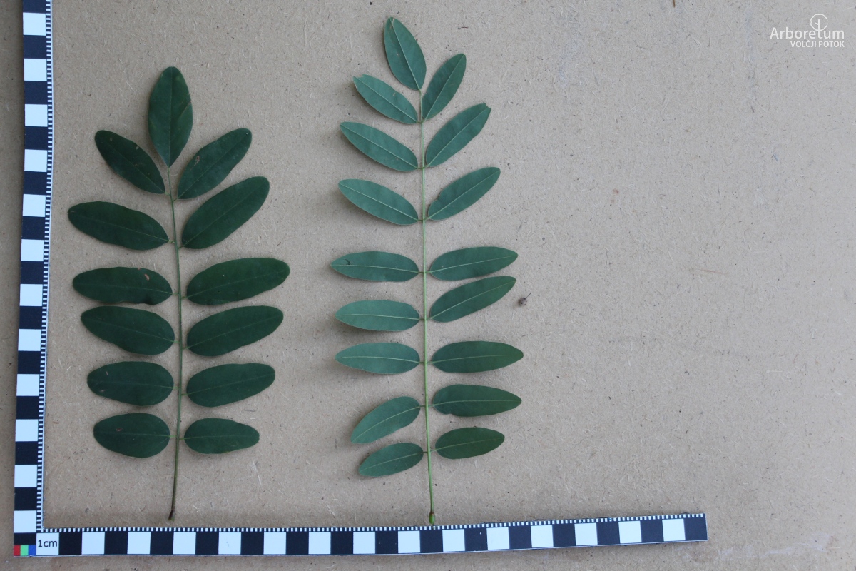 E-1-46_Amorpha fruticosa_v11