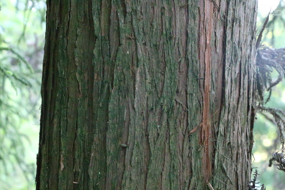 E-4-106_Cryptomeria japonica ‘Spiralis’_d10_junij