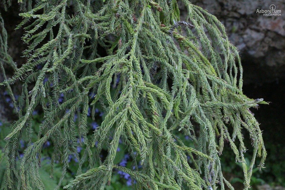 E-4-106_Cryptomeria japonica ‘Spiralis’_v10_junij