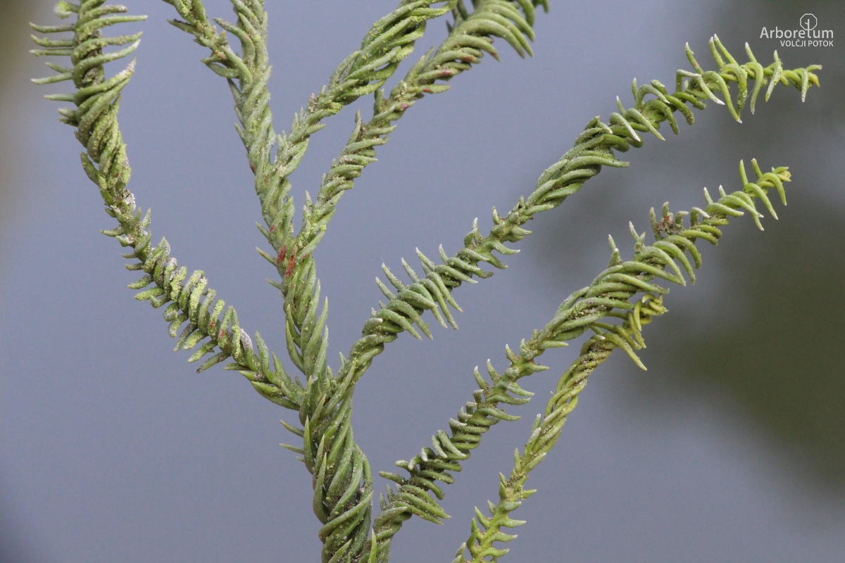 E-4-106_Cryptomeria japonica ‘Spiralis’_v11_junij
