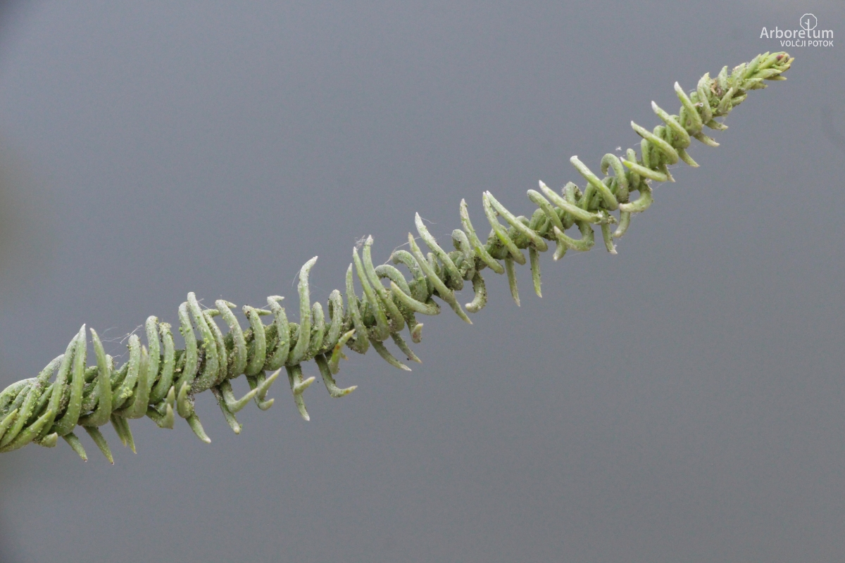 E-4-106_Cryptomeria japonica ‘Spiralis’_v12_junij