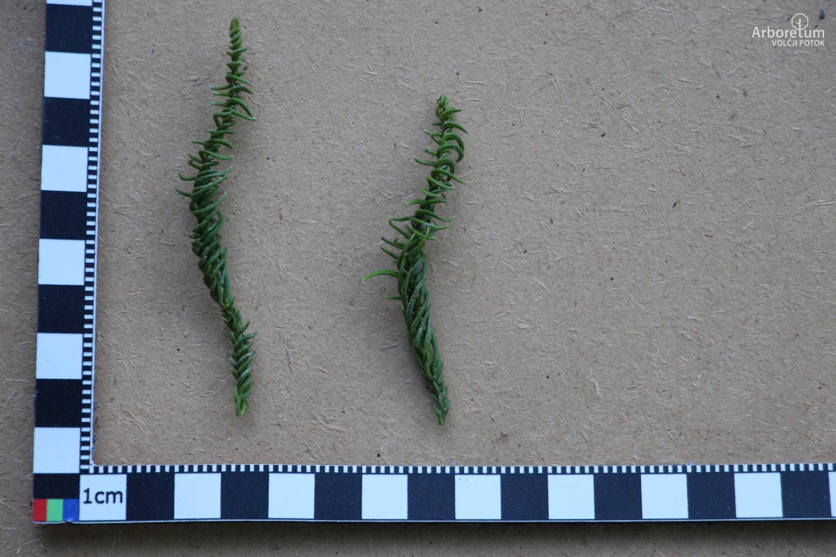 E-4-106_Cryptomeria japonica ‘Spiralis’_v15_junij