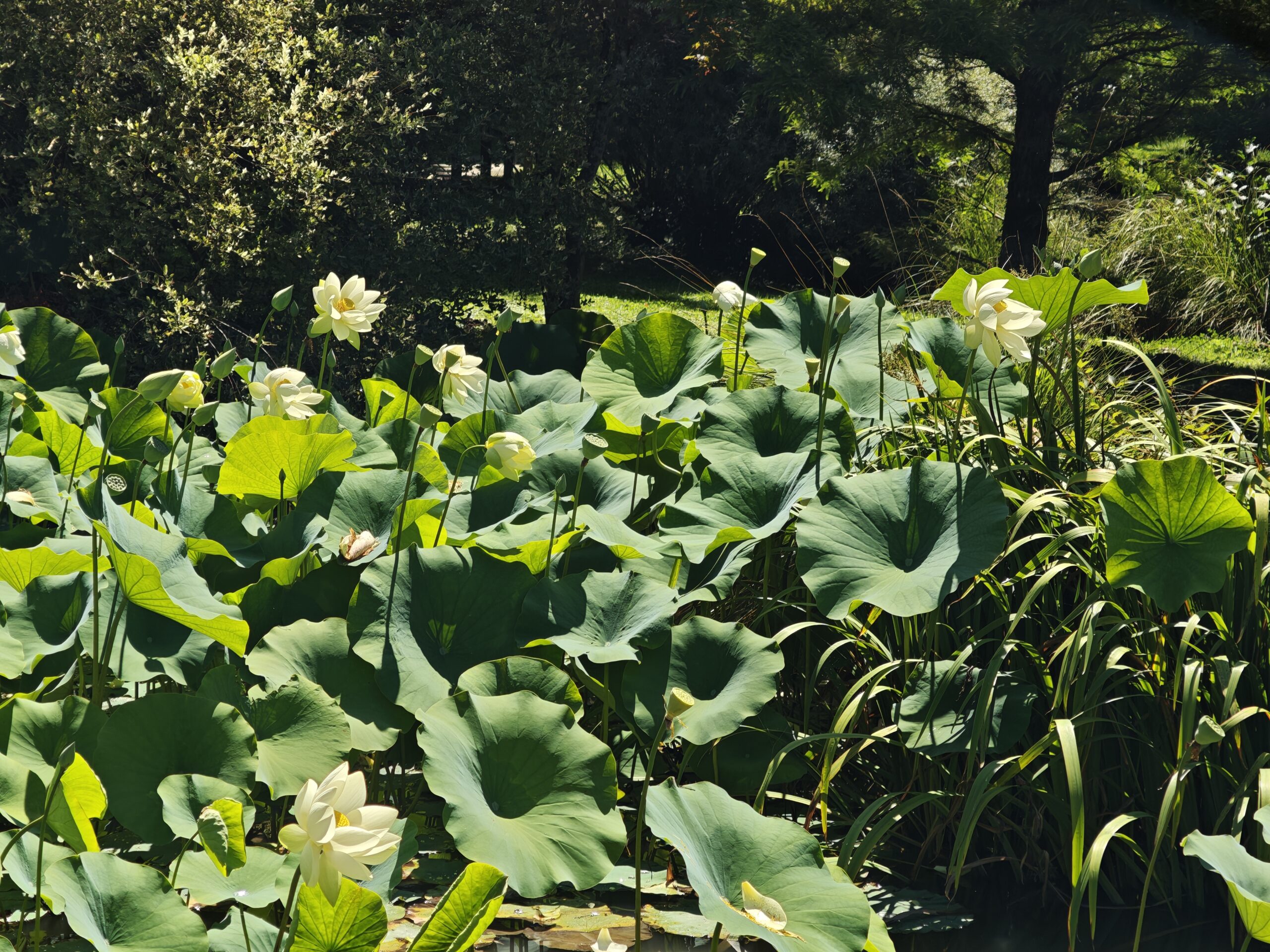Beli cvetovi lotosa v Arboretumu Volčji Potok