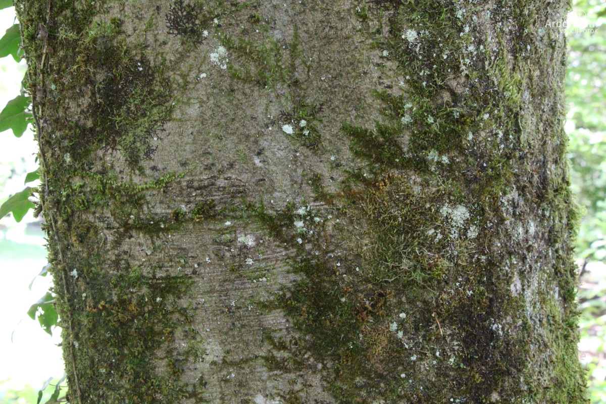 J-7-26_Fagus sylvatica ‘Latifolia’_d10