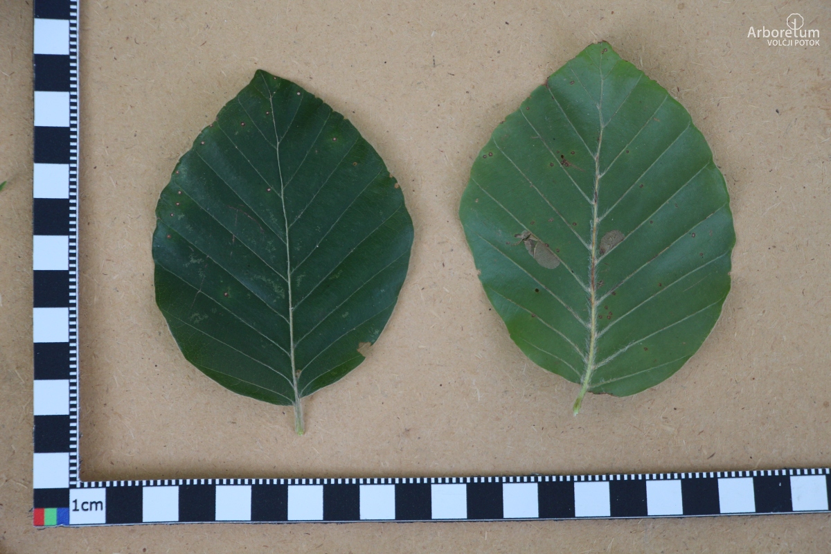 J-7-26_Fagus sylvatica ‘Latifolia’_l15