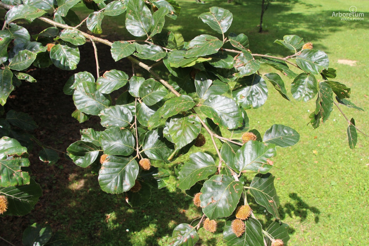 J-7-26_Fagus sylvatica ‘Latifolia’_v10