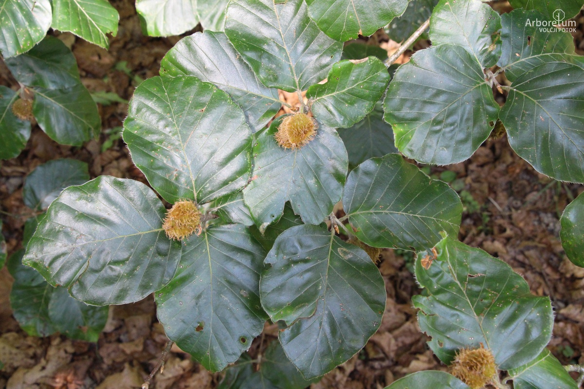 J-7-26_Fagus sylvatica ‘Latifolia’_v13