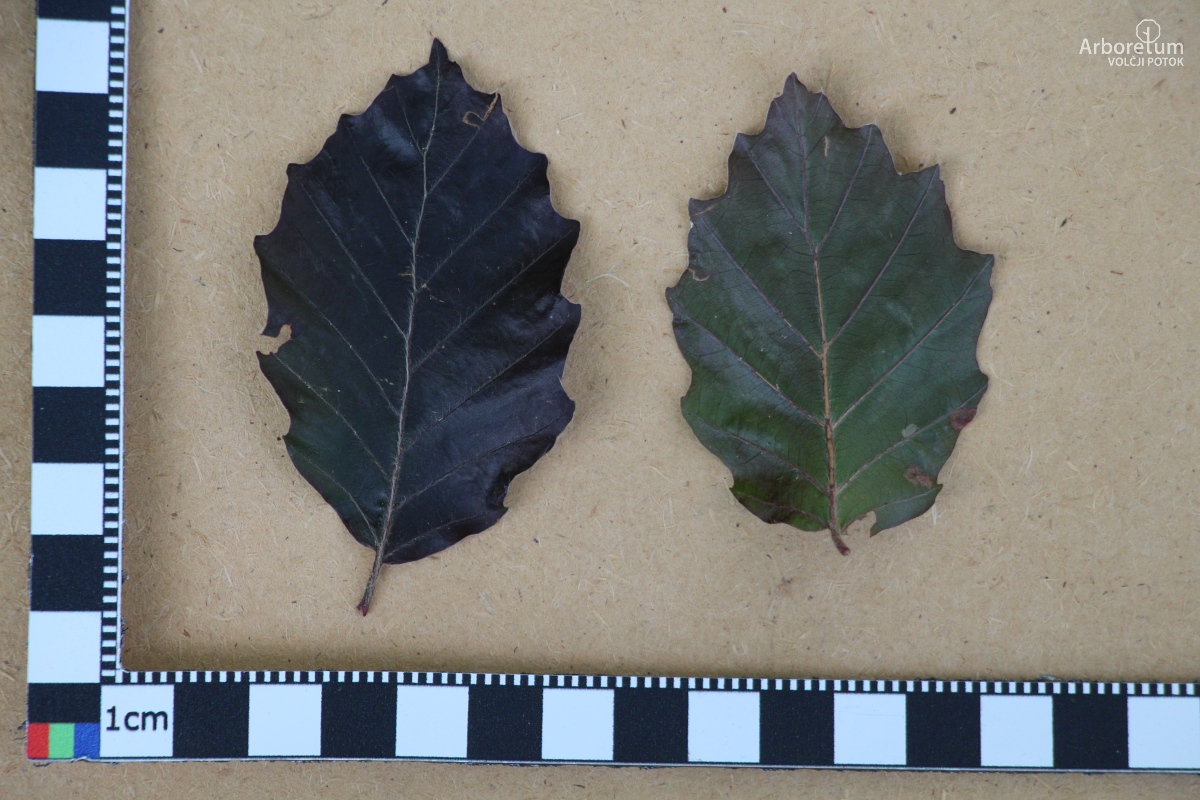 J-7-28_Fagus sylvatica ‘Purpurea Nana’_l15