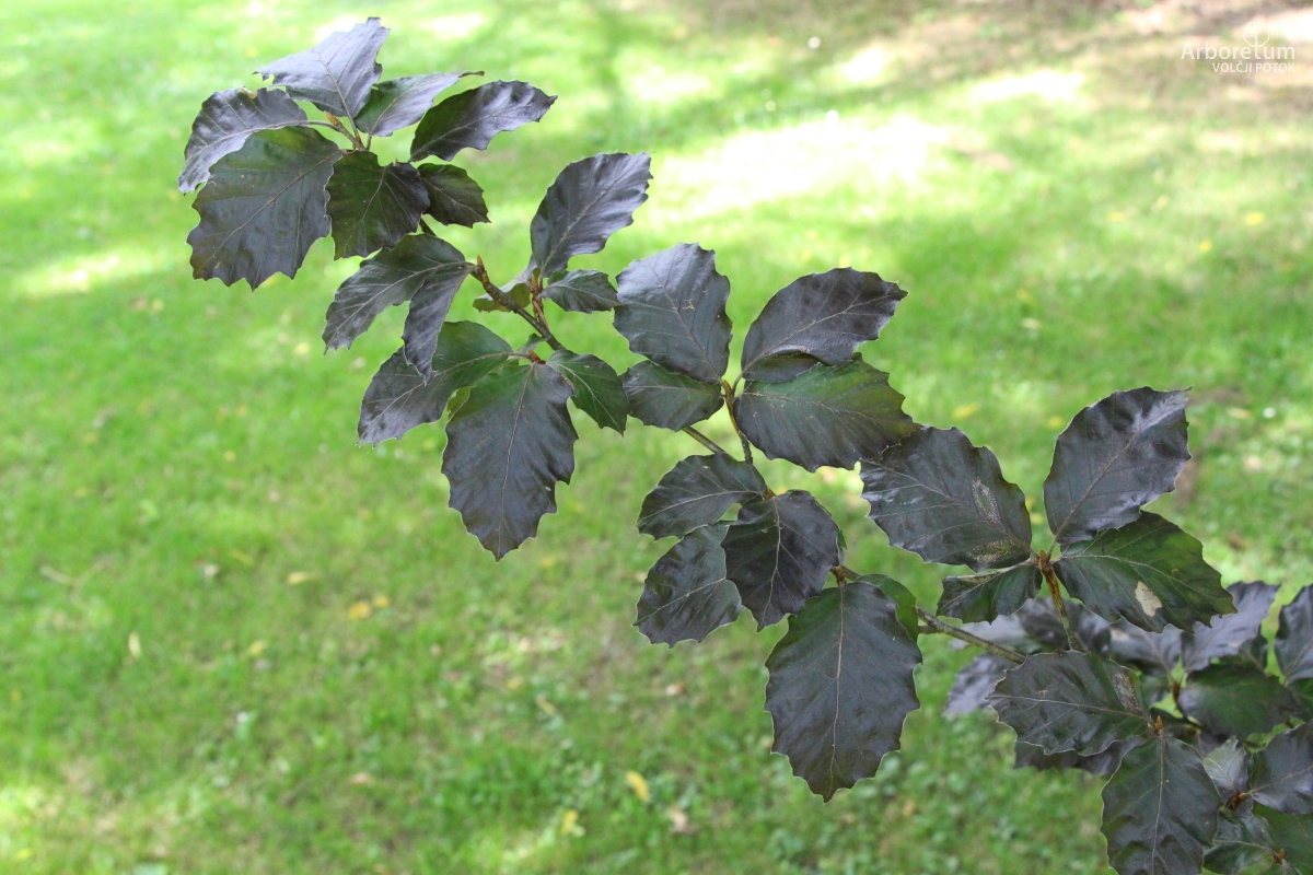 J-7-28_Fagus sylvatica ‘Purpurea Nana’_v10