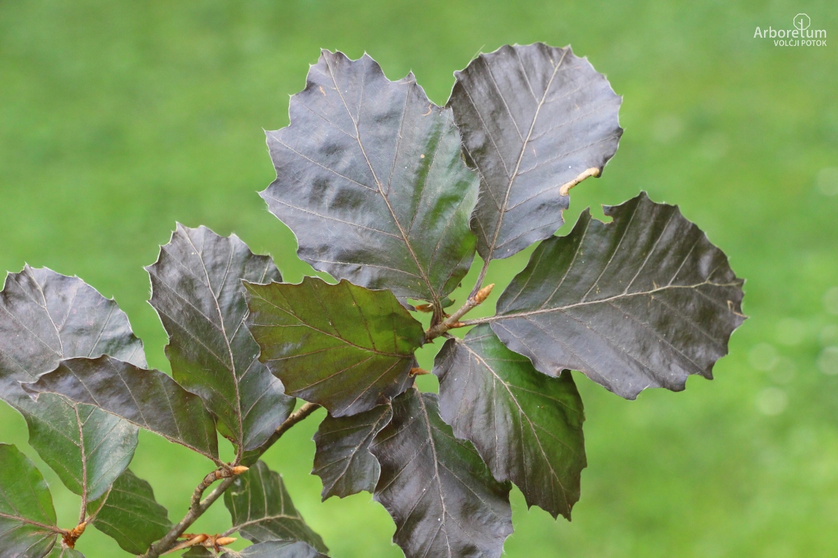 J-7-28_Fagus sylvatica ‘Purpurea Nana’_v11