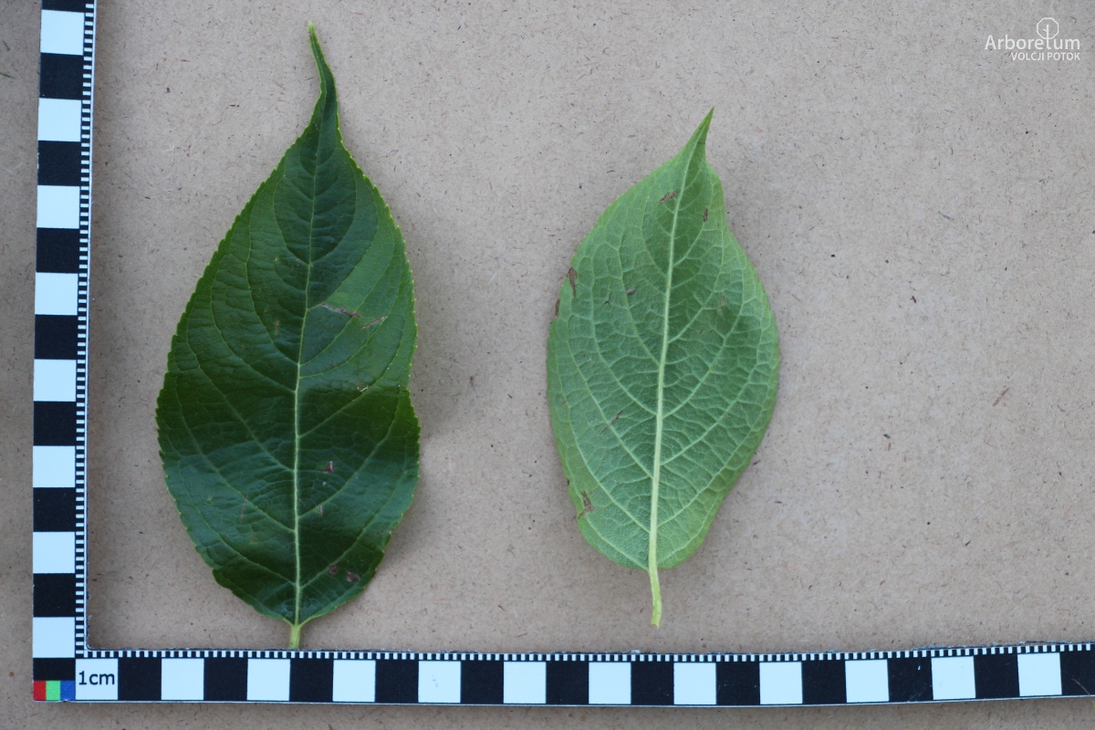 L-6-149_Eucommia ulmoides_l15