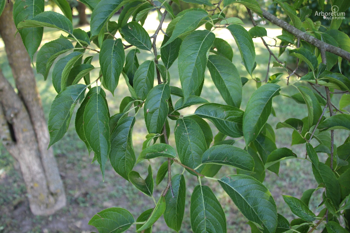 L-6-149_Eucommia ulmoides_v10