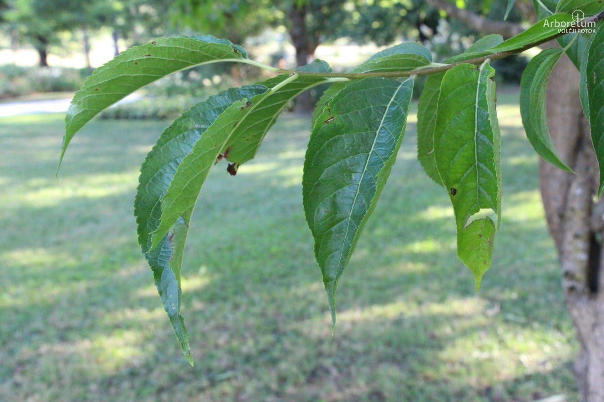 L-6-149_Eucommia ulmoides_v11