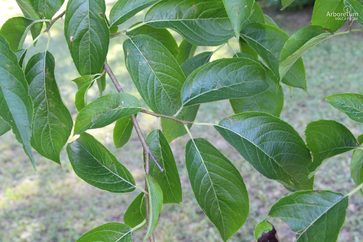 L-6-149_Eucommia ulmoides_v12