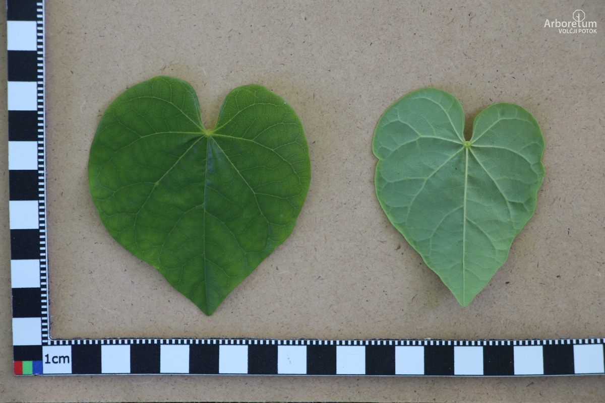 L-6-152_Cercis siliquastrum_l15
