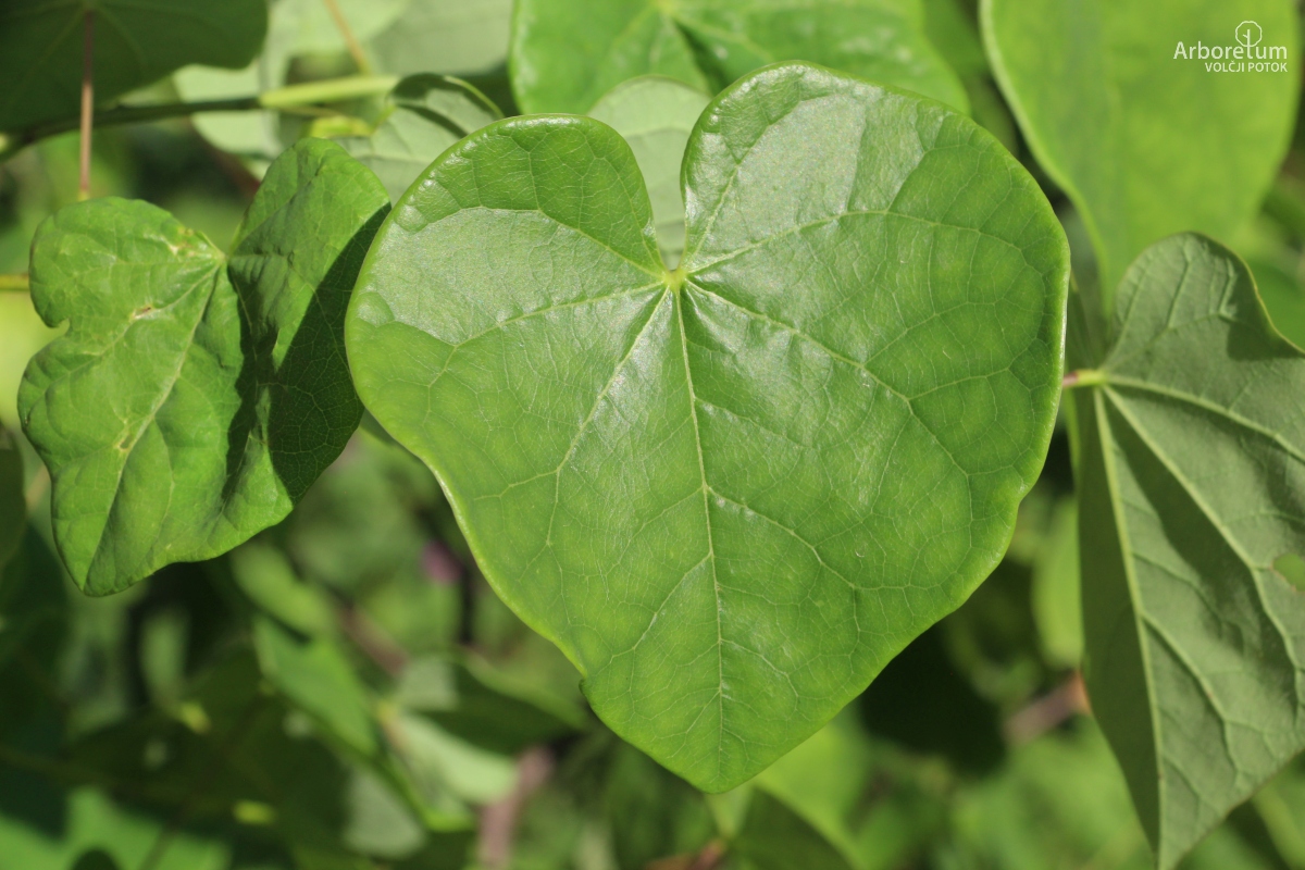L-6-152_Cercis siliquastrum_l16
