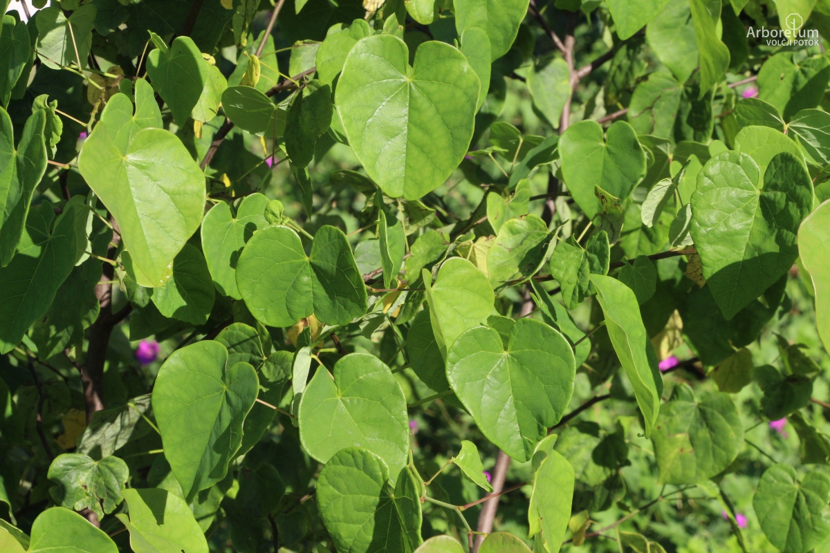 L-6-152_Cercis siliquastrum_v10