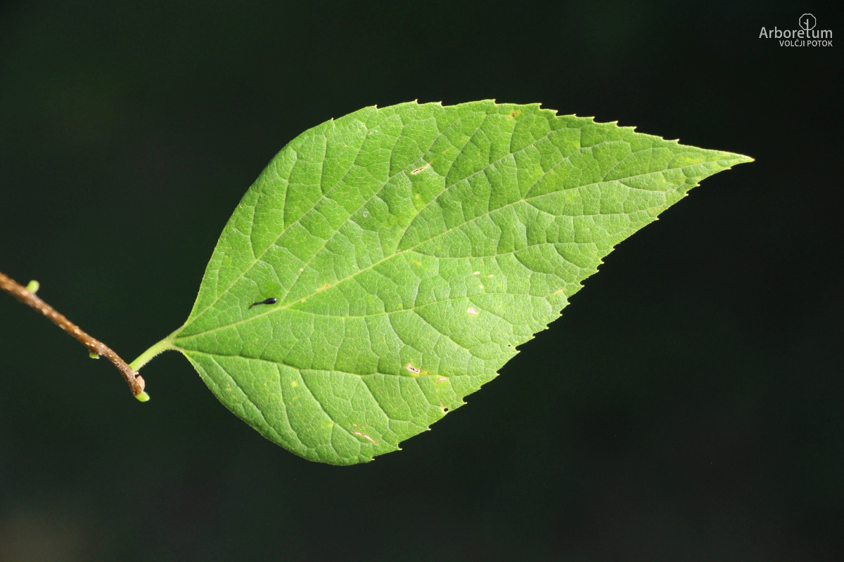 L-6-154_Pteroceltis tatarinowii_l10