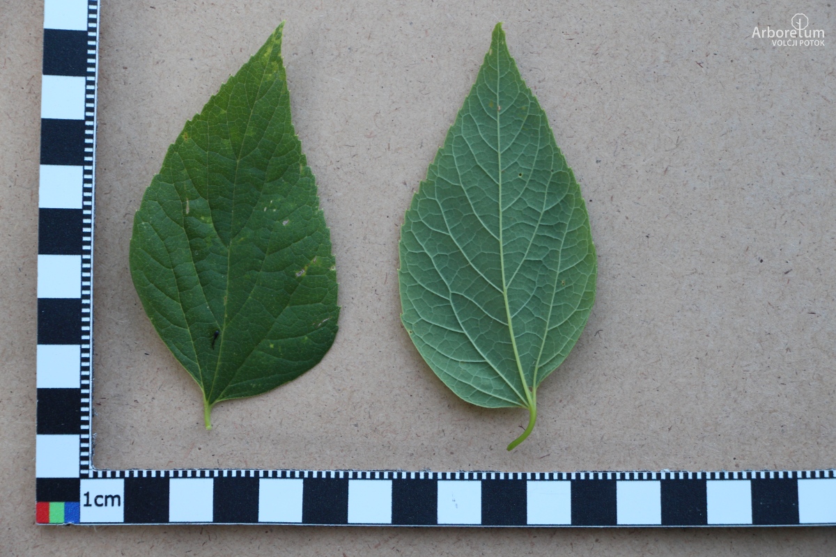 L-6-154_Pteroceltis tatarinowii_l11