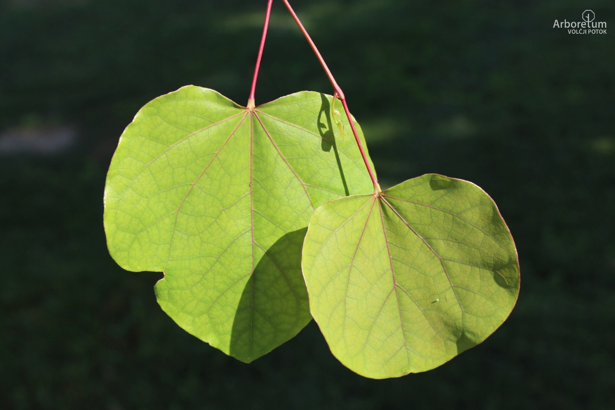 L-6-156_Cercis gigantea_l10