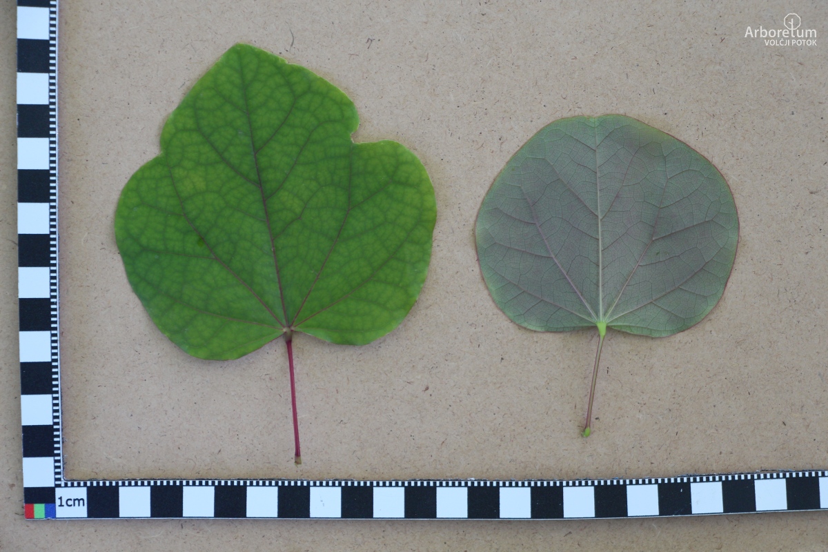 L-6-156_Cercis gigantea_l11