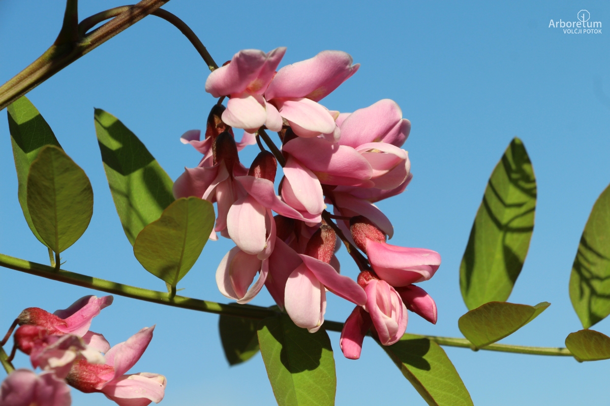 L-6-158_Robinia ‘Anna Irena’_c10